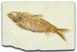 Detailed Fossil Fish (Knightia) - Wyoming #367438-1